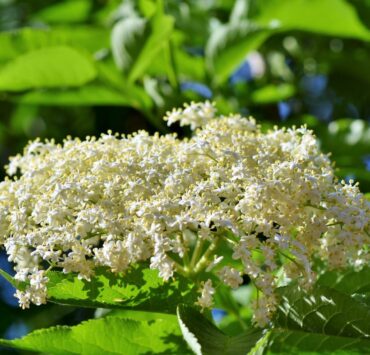 Sambuco: Proprietà Curative e Controindicazioni