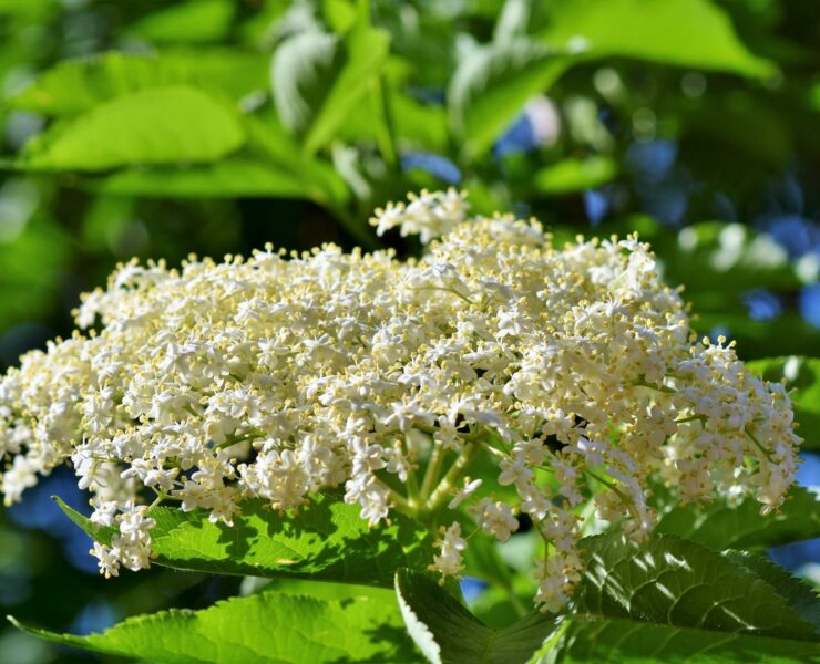 Sambuco: Proprietà Curative e Controindicazioni