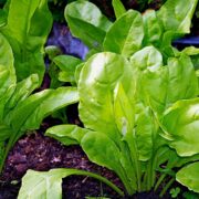 Bietole: molteplici proprietà benefiche