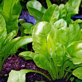 Bietole: molteplici proprietà benefiche