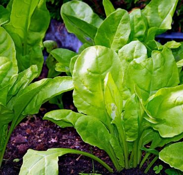 Bietole: molteplici proprietà benefiche