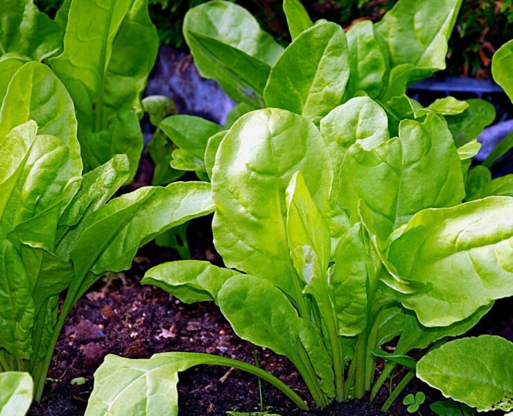 Bietole: molteplici proprietà benefiche