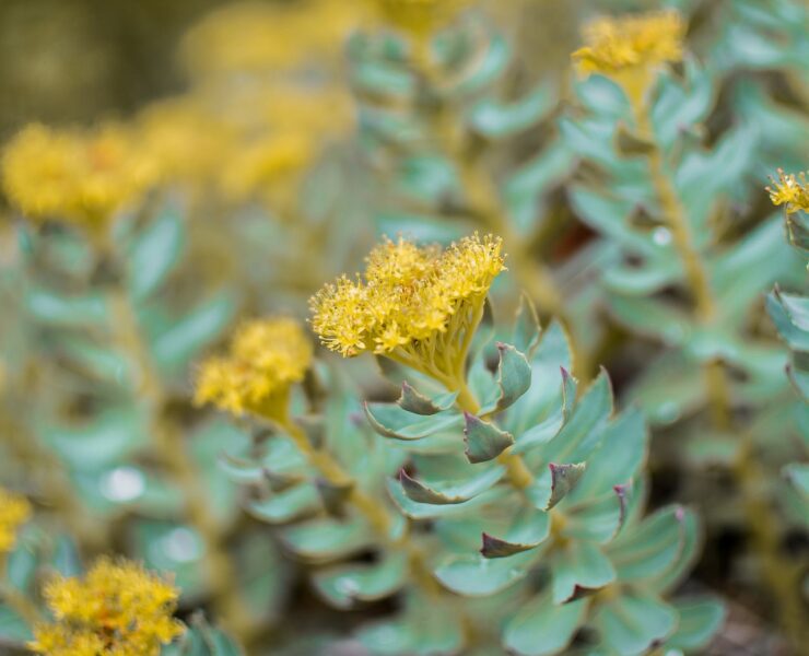 Rodiola: Proprietà e controindicazioni