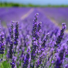 Lavanda Profumata e Rilassante
