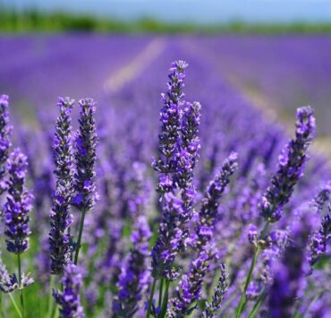 Lavanda Profumata e Rilassante