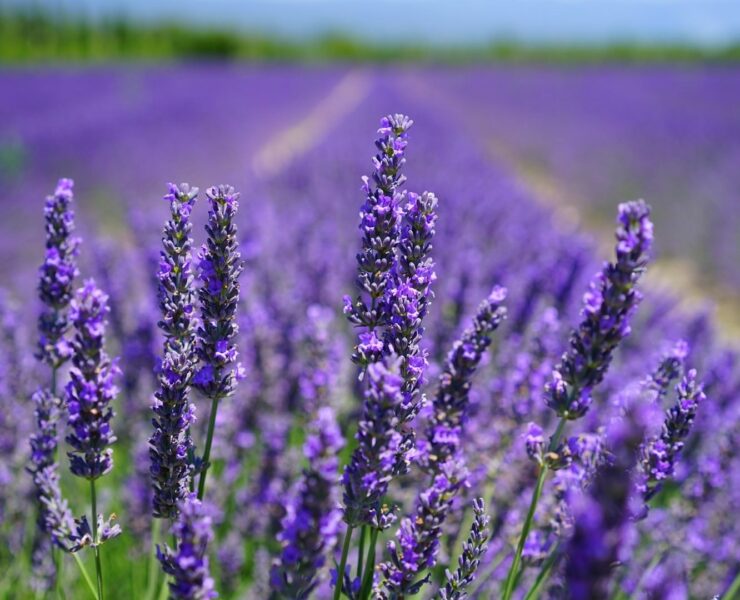 Lavanda Profumata e Rilassante