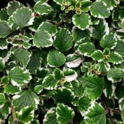 Incenso molteplici benefici