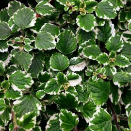 Incenso molteplici benefici