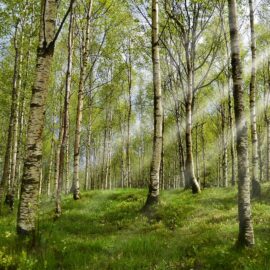 Proprietà e benefici della Betulla