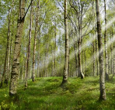 Proprietà e benefici della Betulla