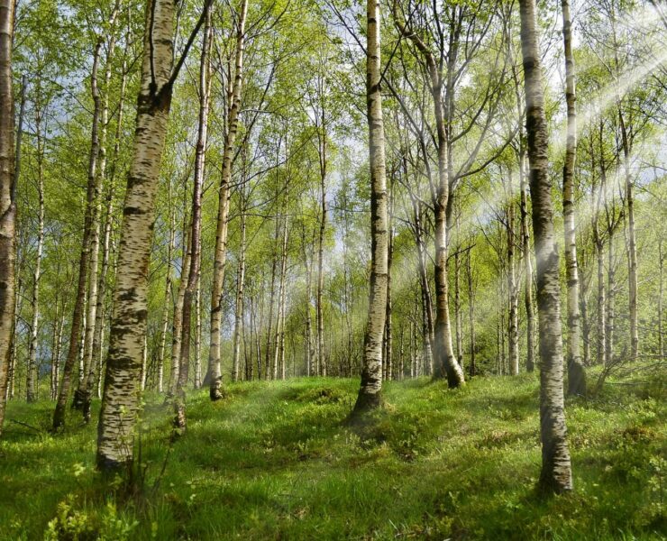 Proprietà e benefici della Betulla