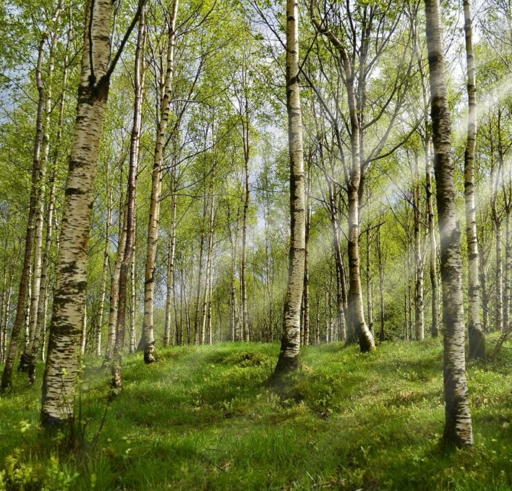 Proprietà e benefici della Betulla